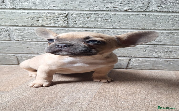 French Bulldog dogs - Advert 13