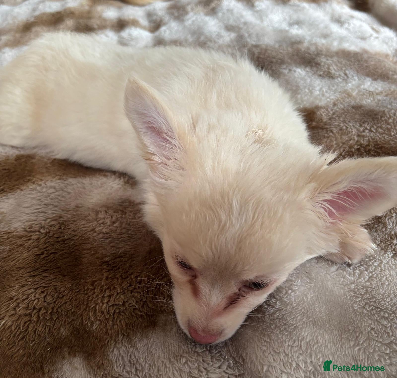 Chihuahua dogs for sale: Full Pedigree Chihuahua Puppy in Southampton - Advert 11