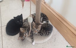 Mixed Breed cats for sale: Stunning kittens available  - Image 1