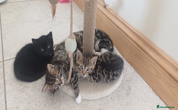 Mixed Breed cats - Advert 5