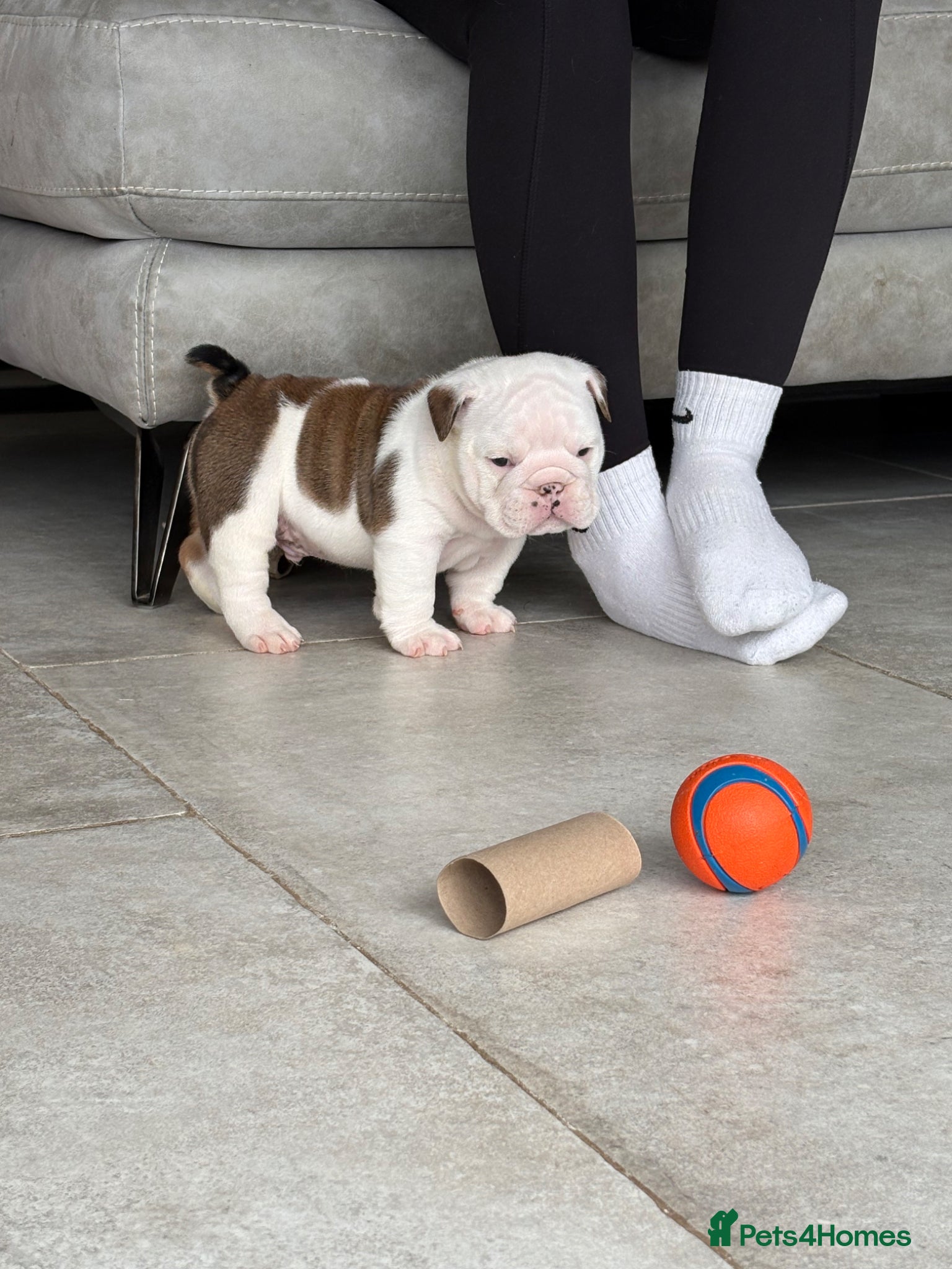 English Bulldog dogs for sale: 🐾KC reg Red & White English Bulldog 🐶 - Advert 15