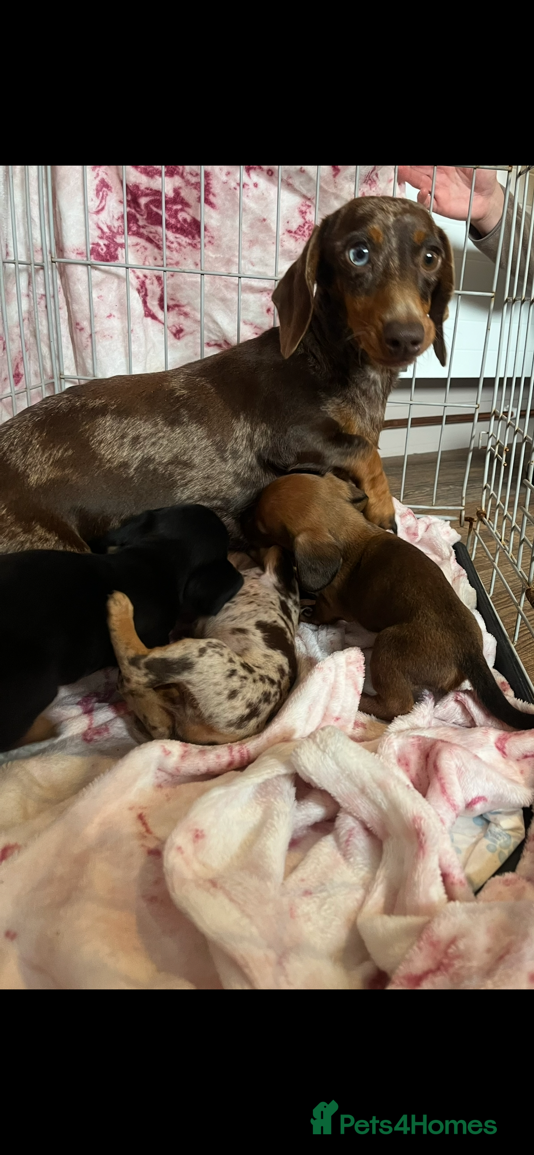 Miniature Dachshund dogs for sale: Miniature dachshund  - Image 10