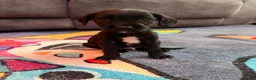 Springador dogs for sale: 1st generation Springador puppies last boy ready - Advert 3