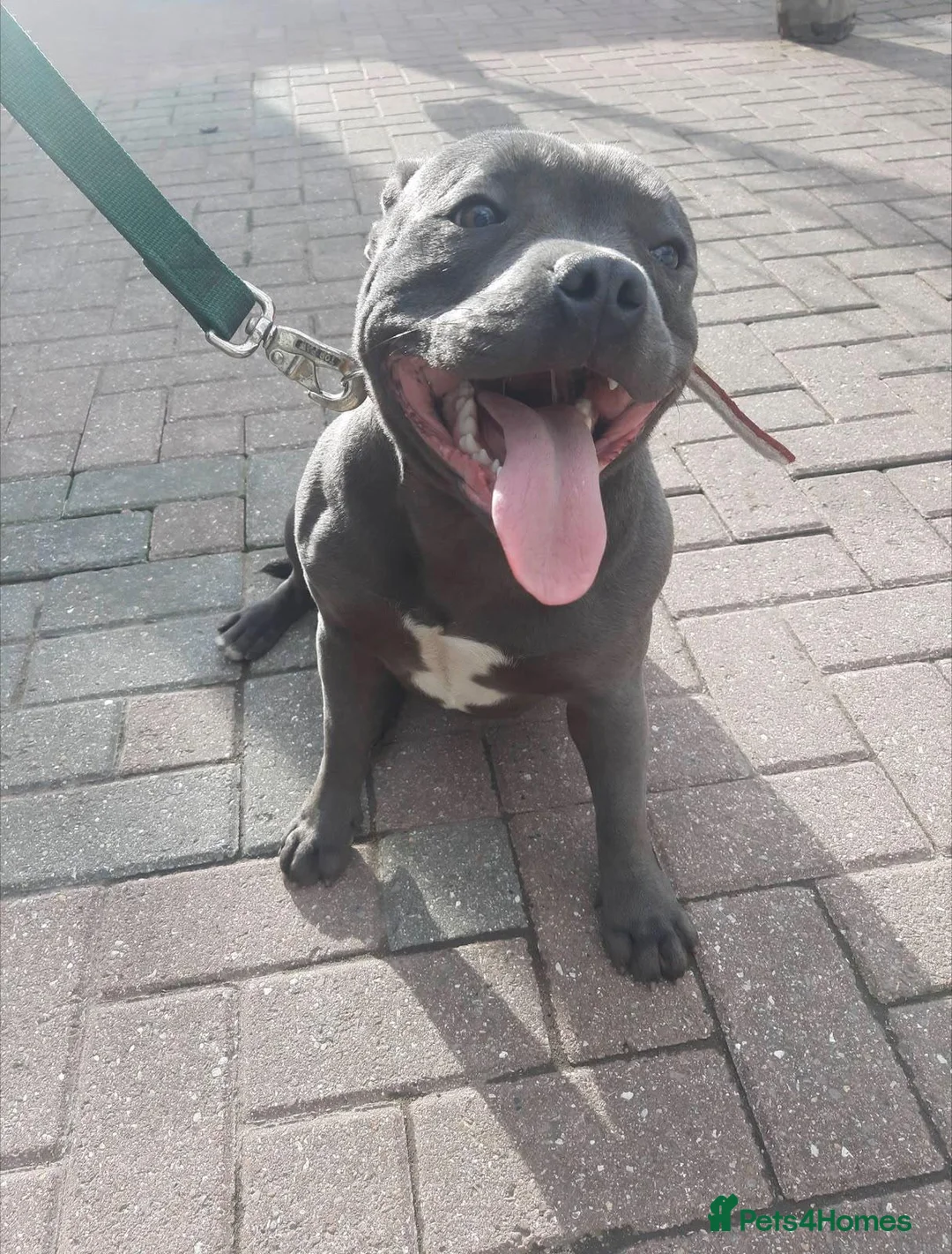 Staffordshire Bull Terrier dogs for sale: Staffie - Advert 22