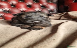 German Shepherd dogs for sale: Long-Haired Straight Back German Shepherd Puppies - Image 21