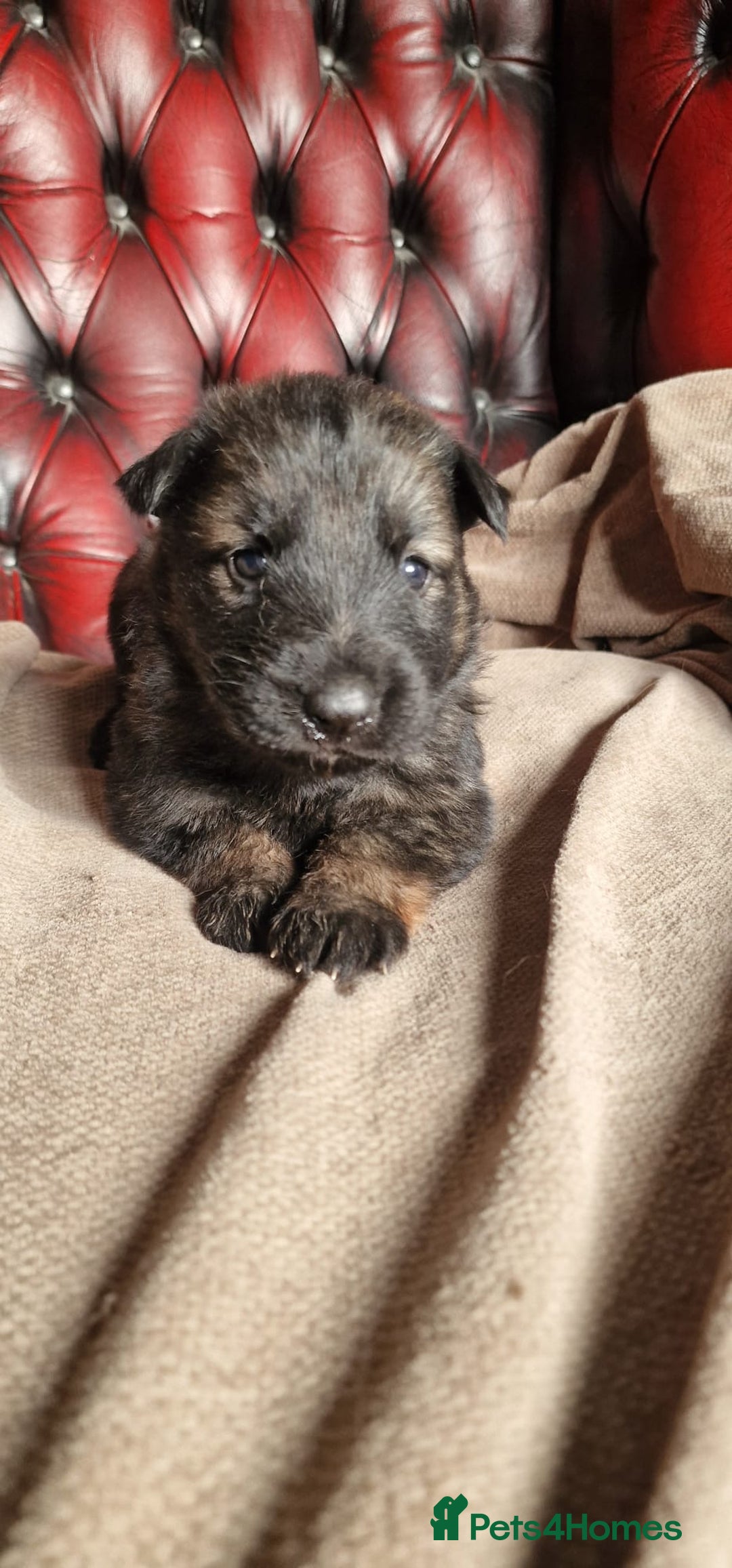 German Shepherd dogs for sale: Long-Haired Straight Back German Shepherd Puppies - Image 21