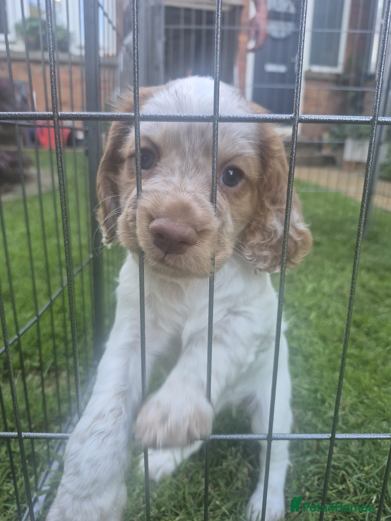 Cocker Spaniel dogs Quality litter of kc registered cocker spaniel  - Advert 2