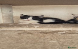 Mixed Breed cats for sale: Kittens  - Image 2