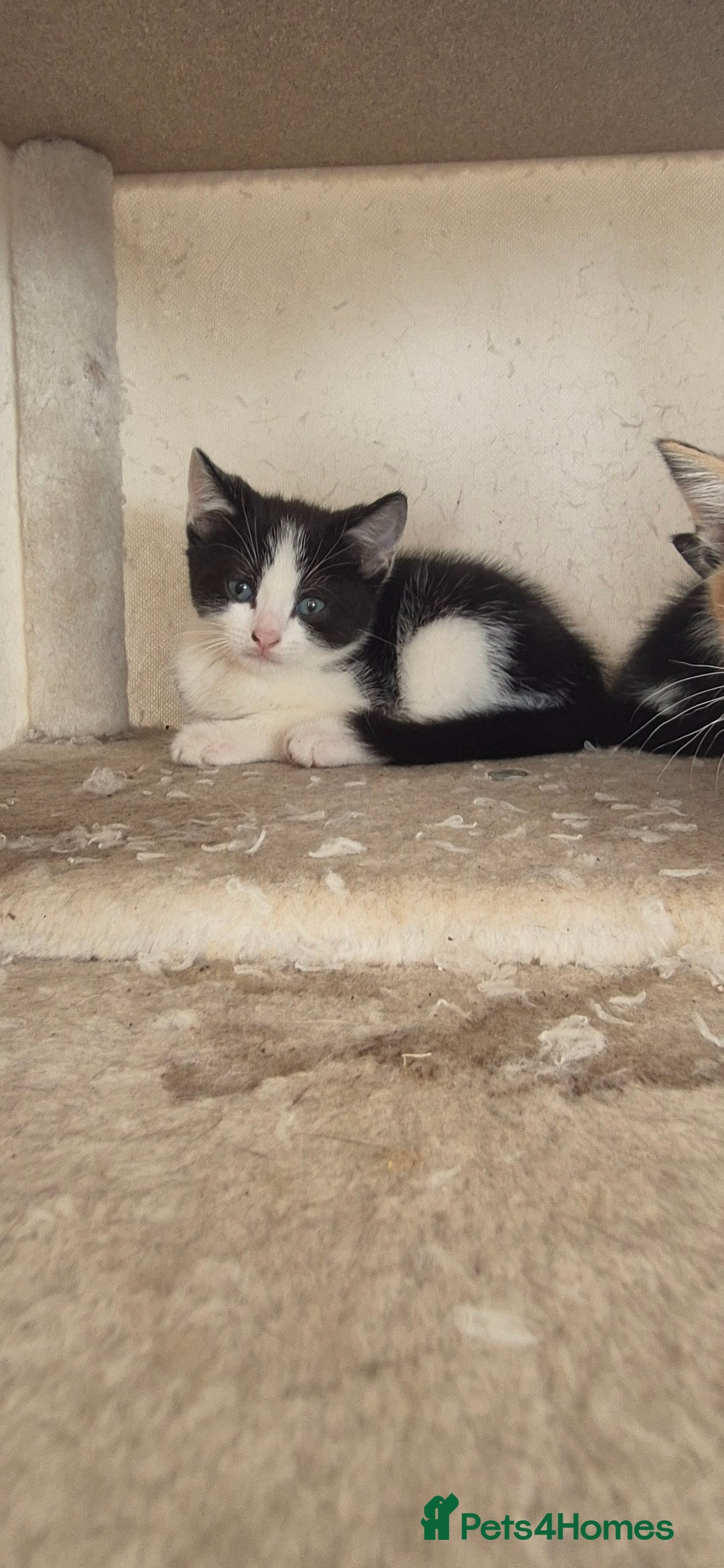 Mixed Breed cats for sale: Kittens  - Image 2