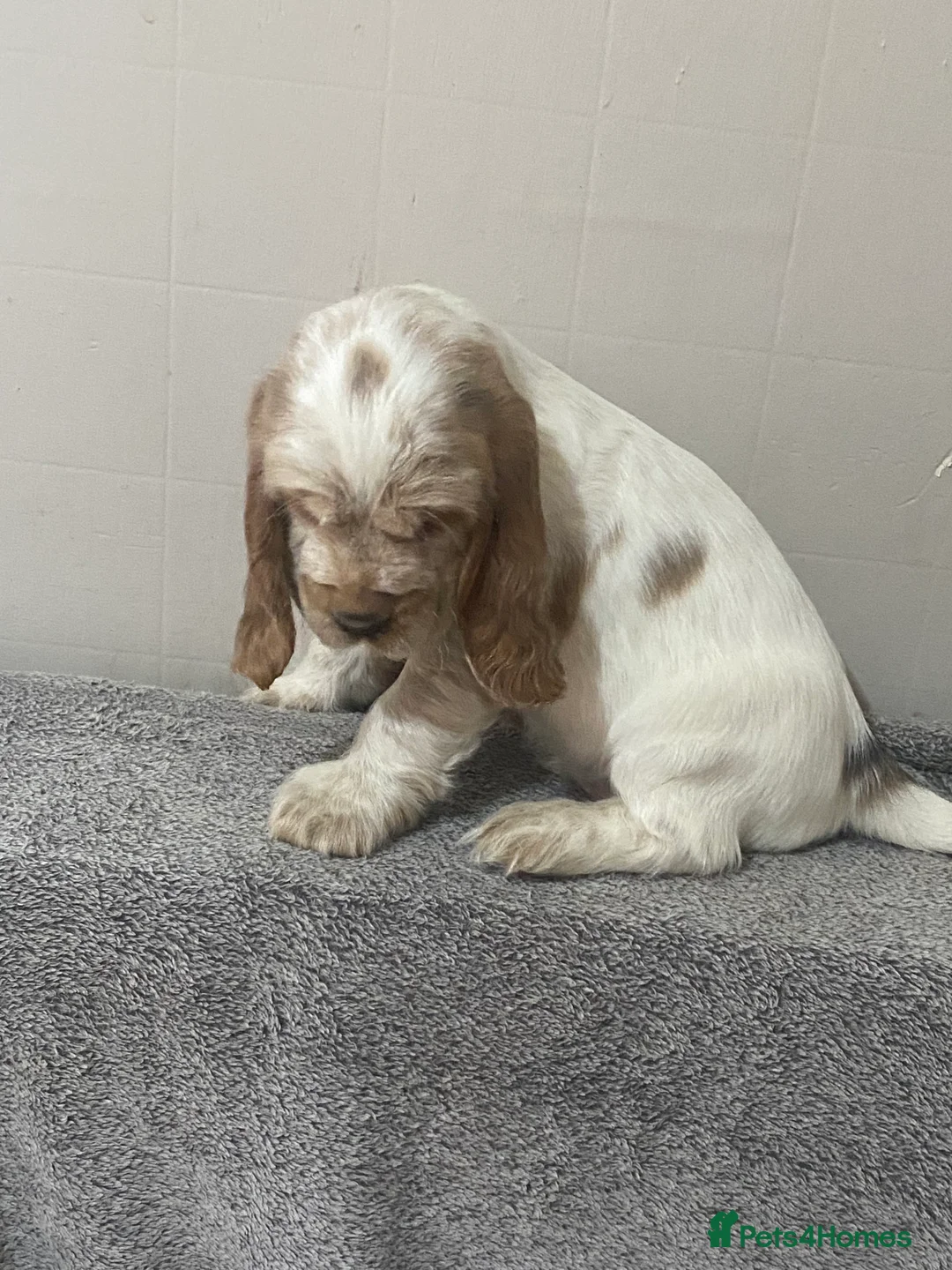 Cocker Spaniel dogs for sale: ‘Show Type’ Cocker Spaniel Puppies. KC Registered. - Advert 17