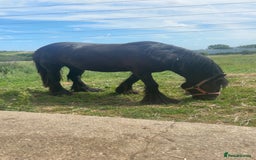 Other Breed horses for sale: Dolly cob x friesian (deposit paid) - Image 8