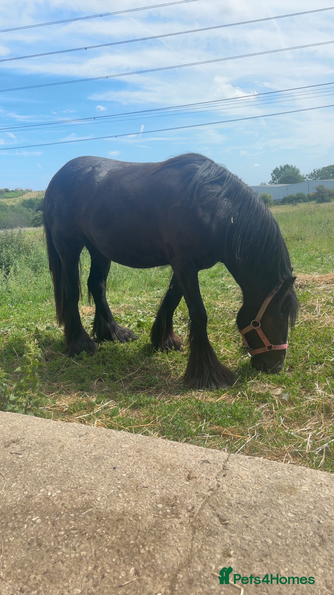 Other Breed horses for sale: Dolly cob x friesian (deposit paid) - Image 8