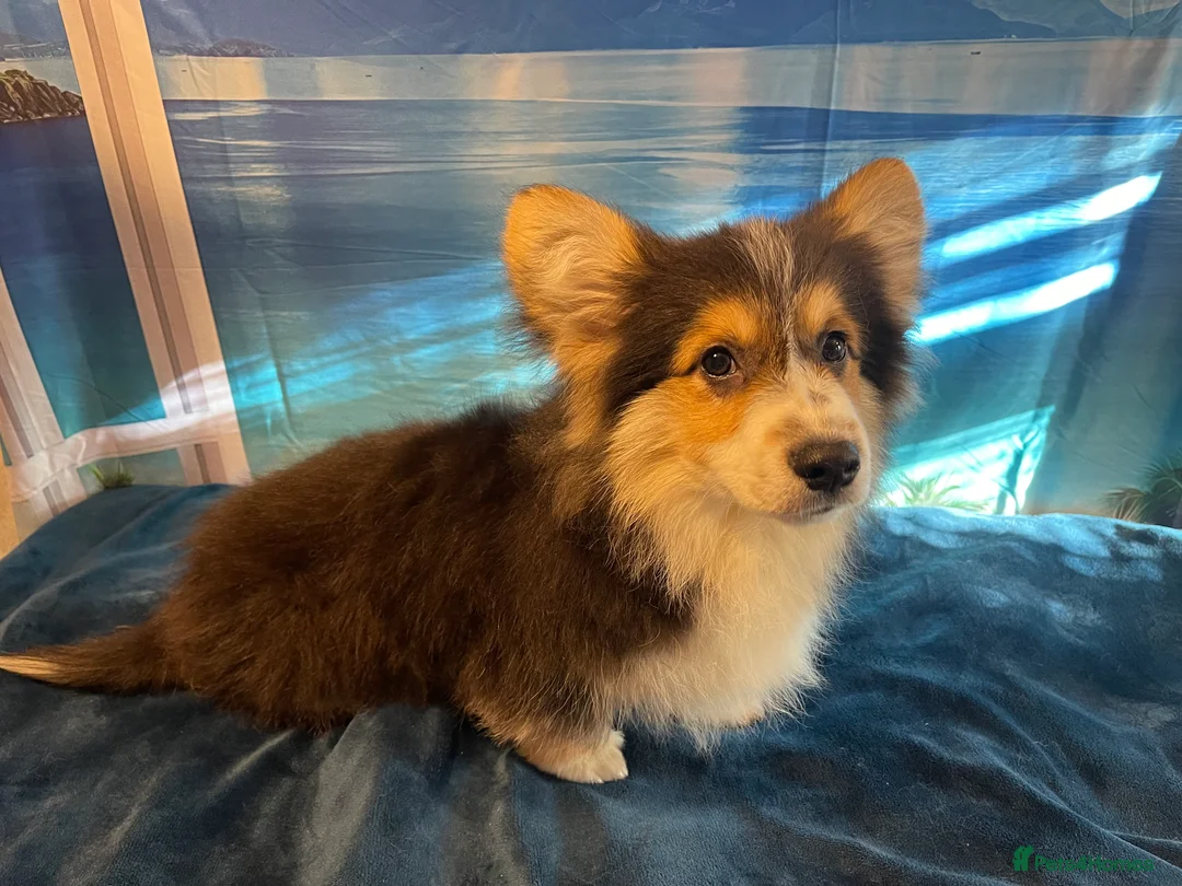 Welsh Corgi Pembroke dogs for stud: Beautiful Flutty Welsh Pembroke Corgi for stud in Rugby - Advert 7