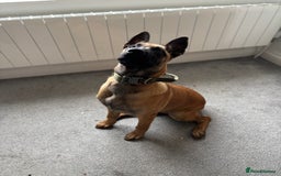 Belgian Shepherd Dog dogs for sale: A gorgeous Mali pup available  - Image 3