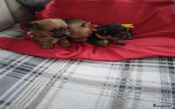 Chorkie dogs for sale: Chihuahua  Cross Yorkshire  - Image 5