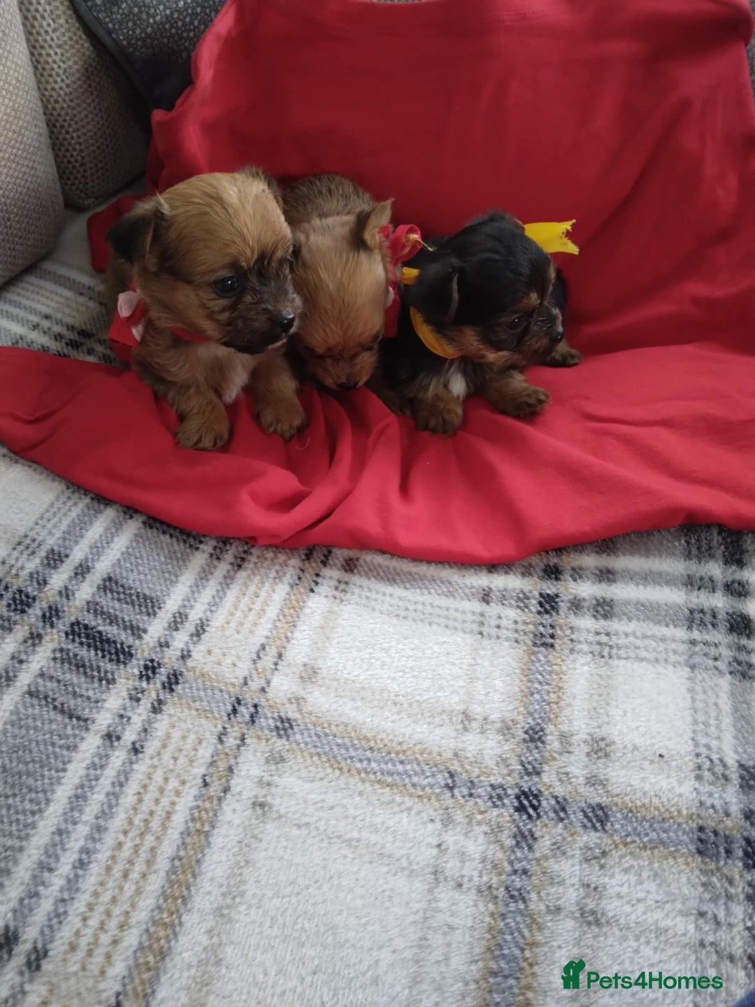 Chorkie dogs for sale: Chihuahua  Cross Yorkshire  - Image 5