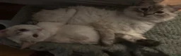 Ragdoll cats for sale: Half ragdoll cats for rehome  - Advert 6