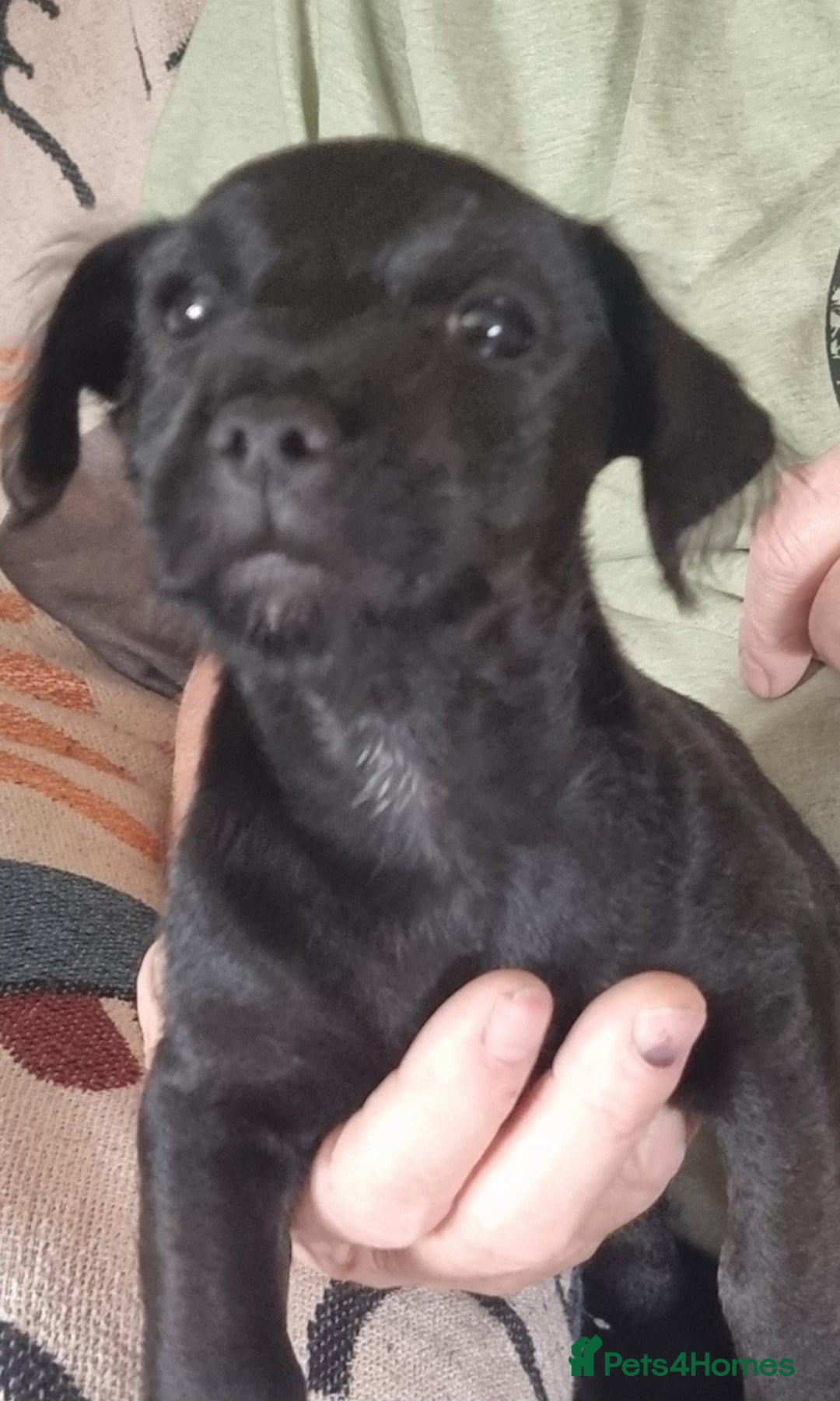 Patterdale Terrier dogs for sale: Patterdale puppy  - Image 2