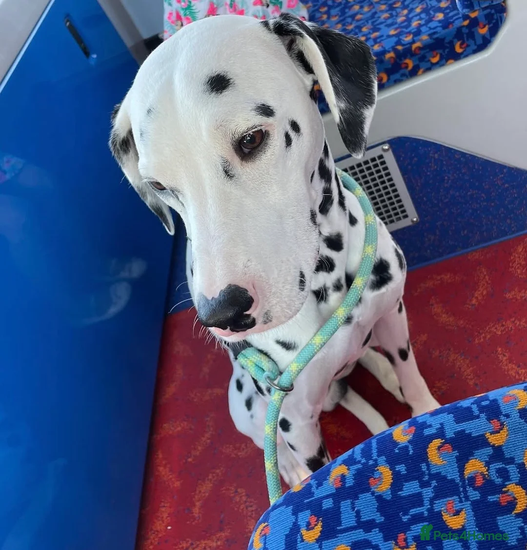 Dalmatian dogs for sale: Blue is looking for his second home *please read* in Lancaster - Advert 36