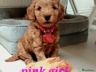 Cockapoo dogs READY NOW cockapoo pups F1B DNA tested parents - Advert 2