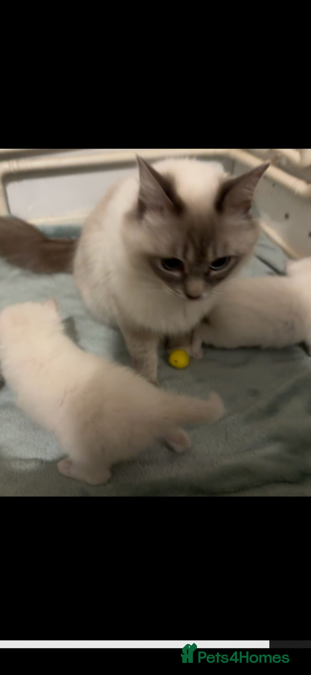 Ragdoll cats for sale: Blue ragdoll kittens - Image 5