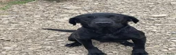 Labrador Retriever dogs for sale: Excellent KC Registered Labrador puppies in Welshpool - Advert 10