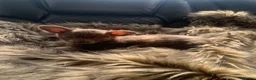 Chihuahua dogs for sale: Litter of chihuahua puppies ready to leave now  - Advert 28