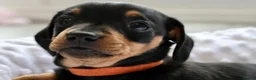 Miniature Dachshund dogs for sale: Miniature Black & Tan Dachshund 2 boys 1 girl - Advert 5