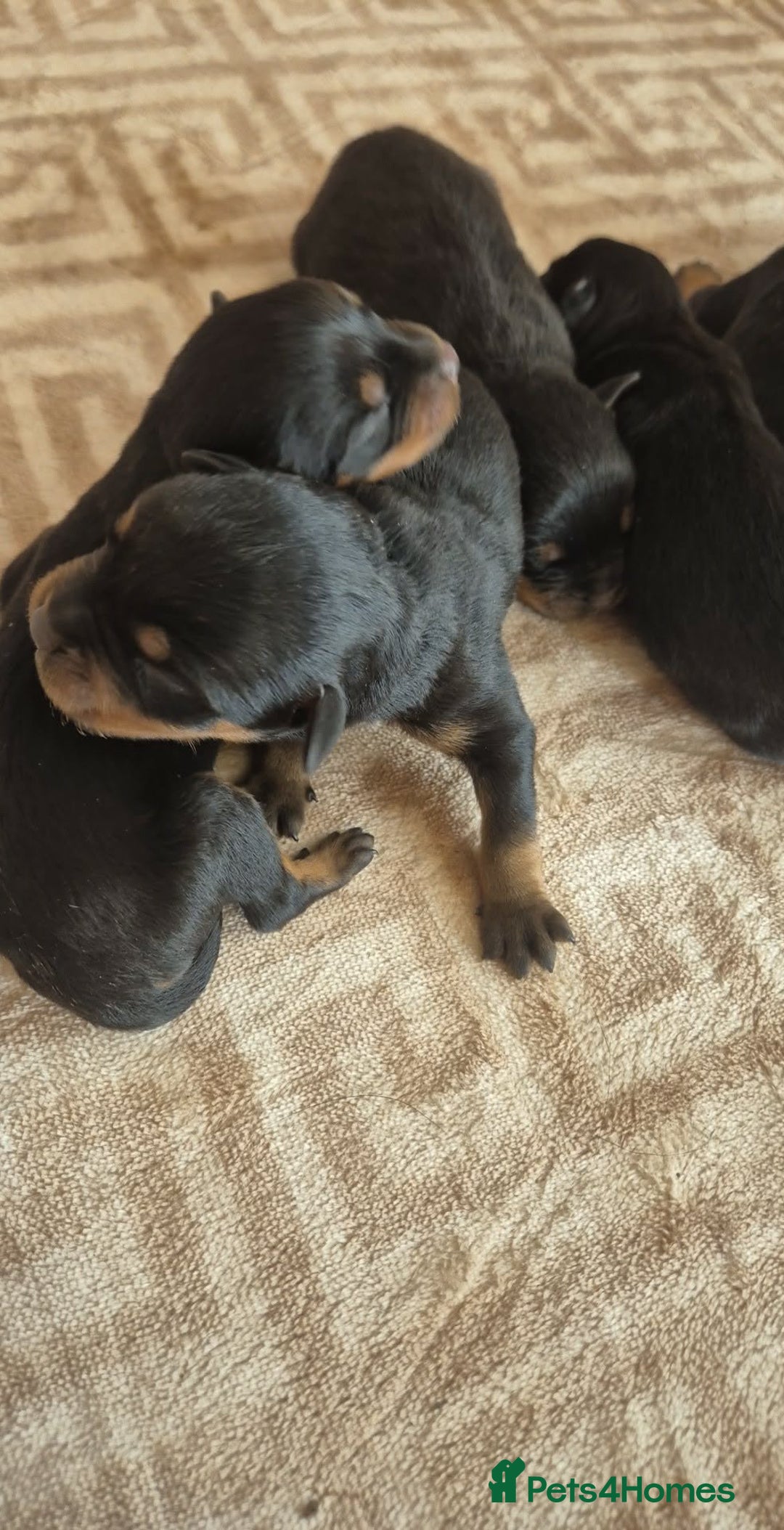 Rottweiler dogs for sale: Chunky Rottweiler puppies! - Advert 12