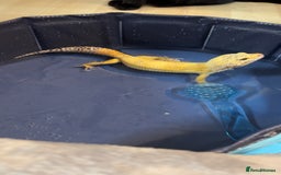 Leopard Gecko reptiles for sale: Leopard geckos  - Image 4