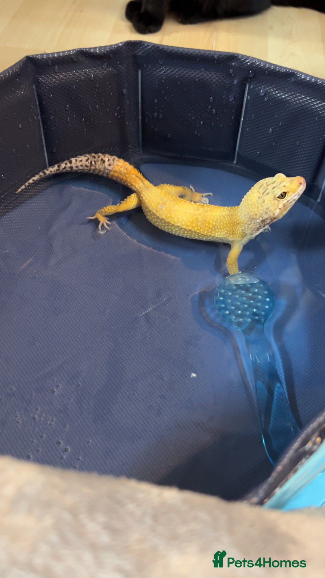 Leopard Gecko reptiles for sale: Leopard geckos  - Image 4