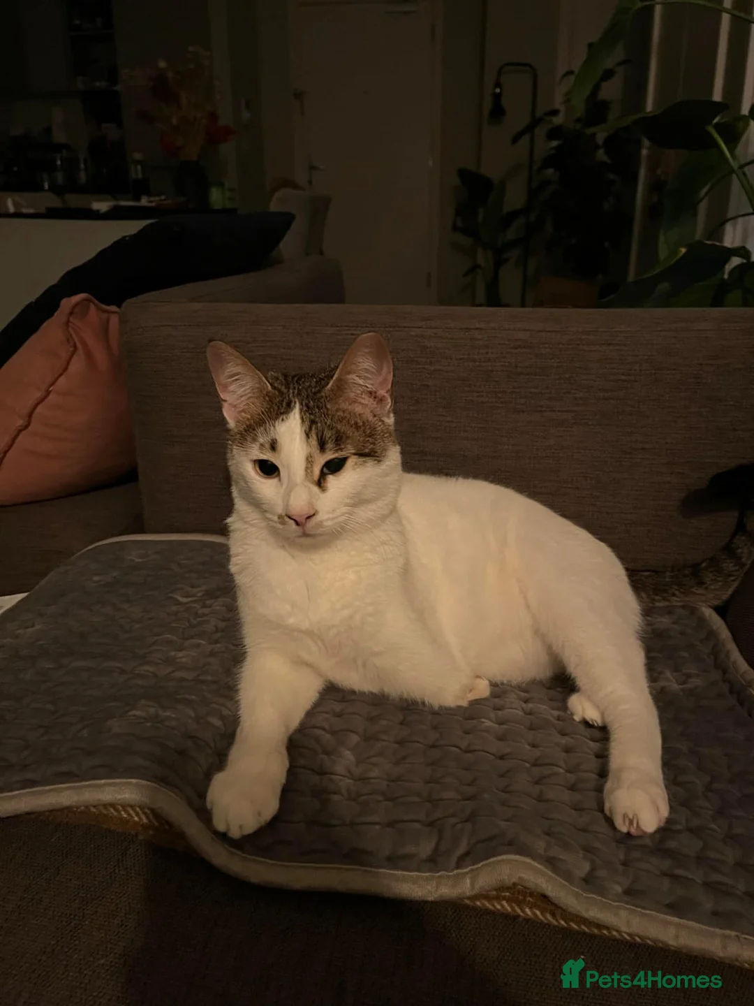 Mixed Breed cats for adoption: ANAKIN -HAPPY CAT WITH DOG -CALM -  INTELLIGENT - Advert 3