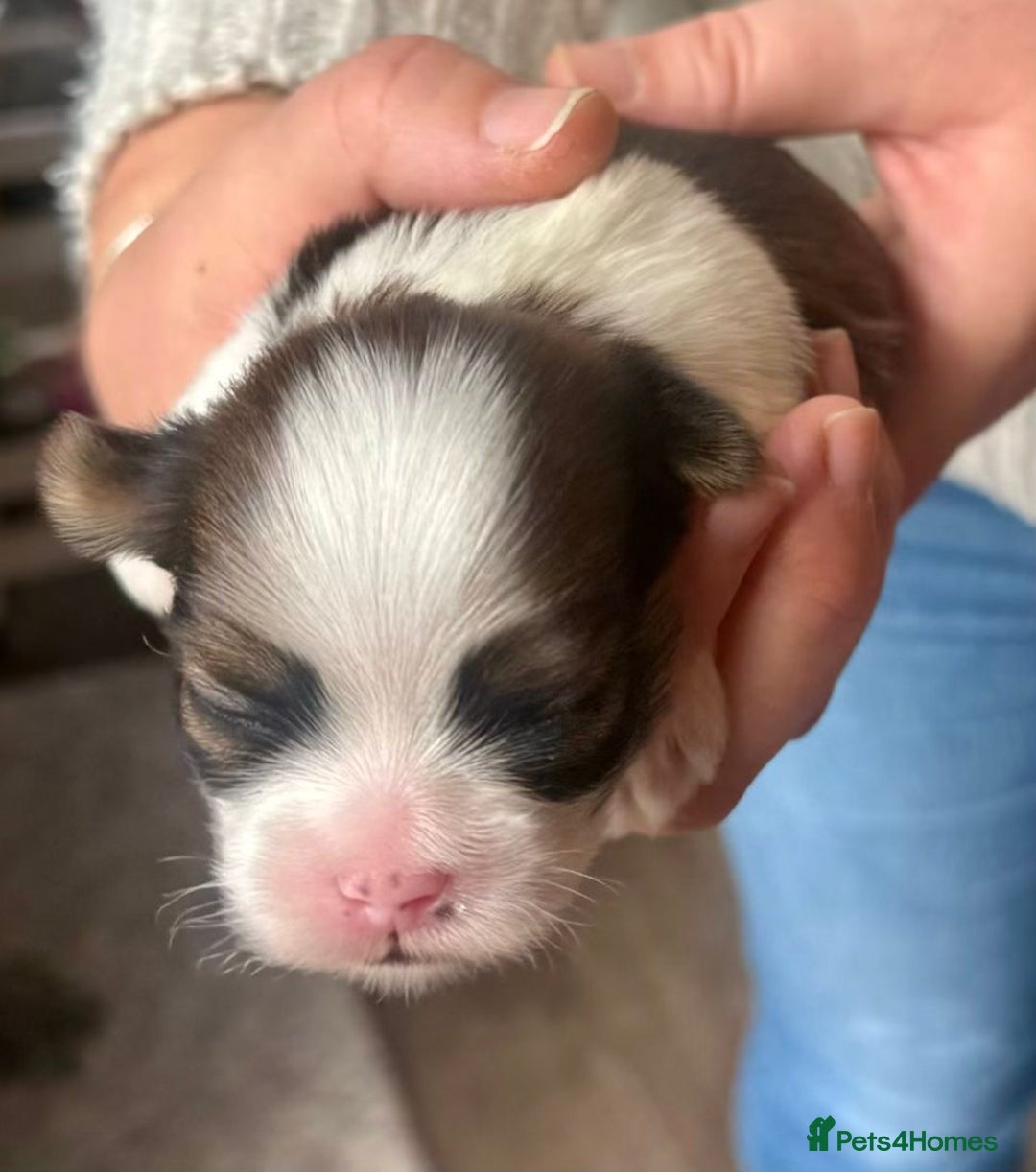 Lhasa Apso dogs for sale: 5 KC health tested Lhasa apso puppies - Advert 2