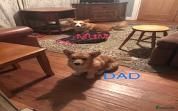 Welsh Corgi Pembroke dogs for sale: Pembroke Corgi  - Image 7