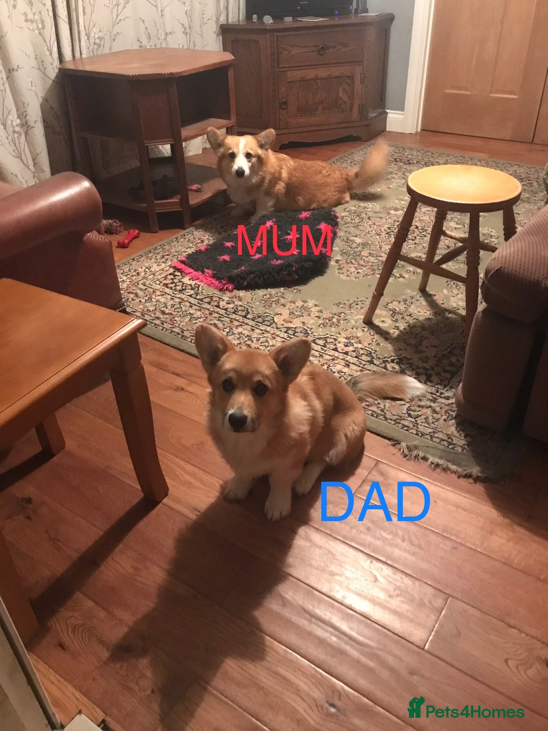Welsh Corgi Pembroke dogs for sale: Pembroke Corgi  - Image 7