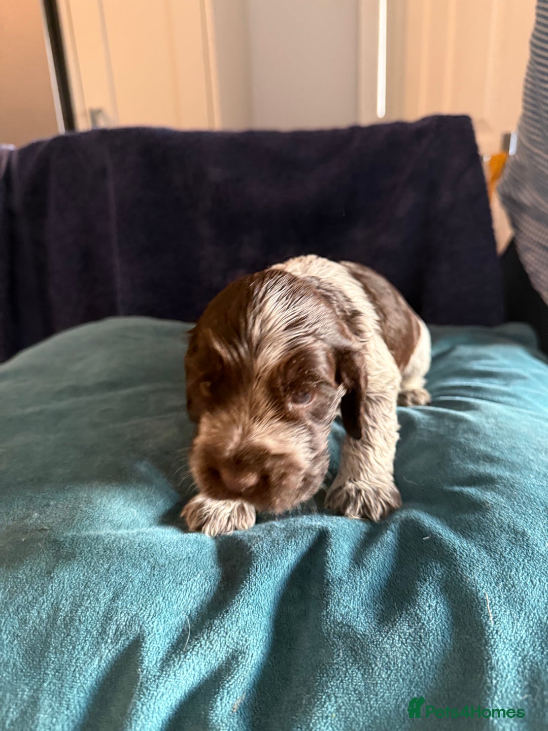 Cocker Spaniel dogs for sale: KC Registered Show Cockers - Image 10