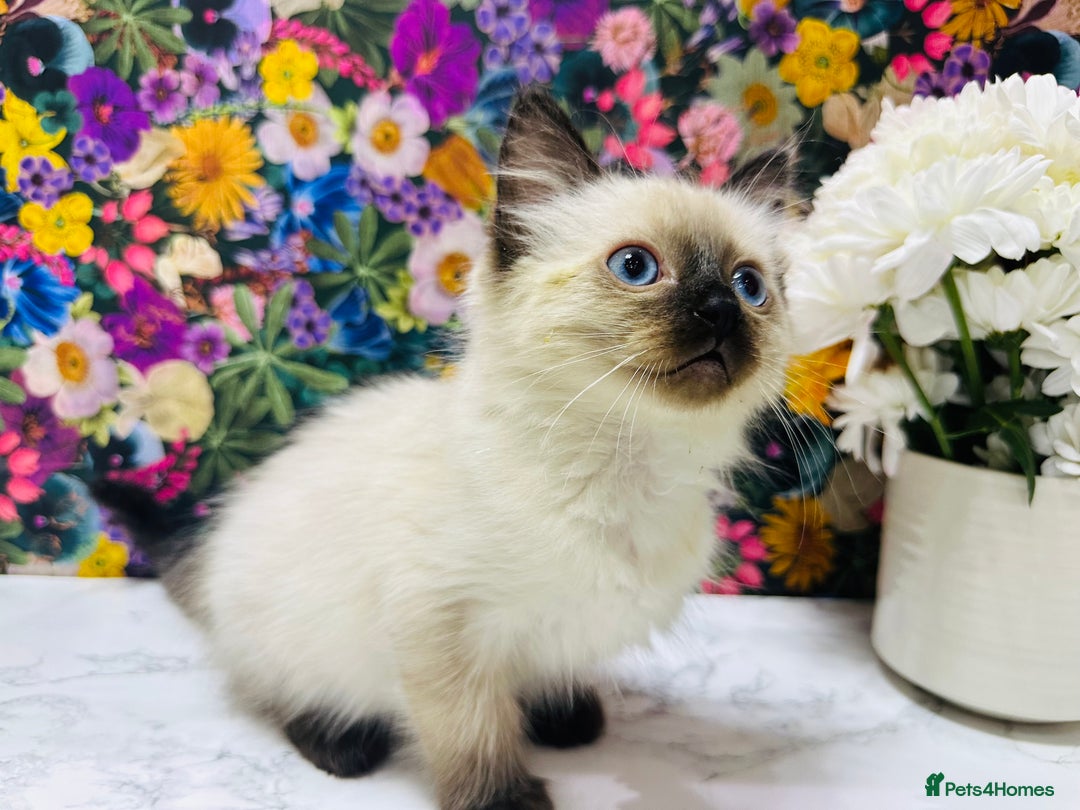 Ragdoll cats for sale: Beautiful Ragdoll Kittens  - Image 28