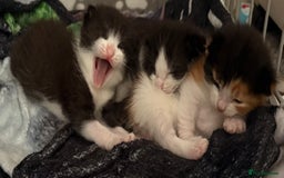 Mixed Breed cats for sale: 3 beautiful kittens for sale - Image 8