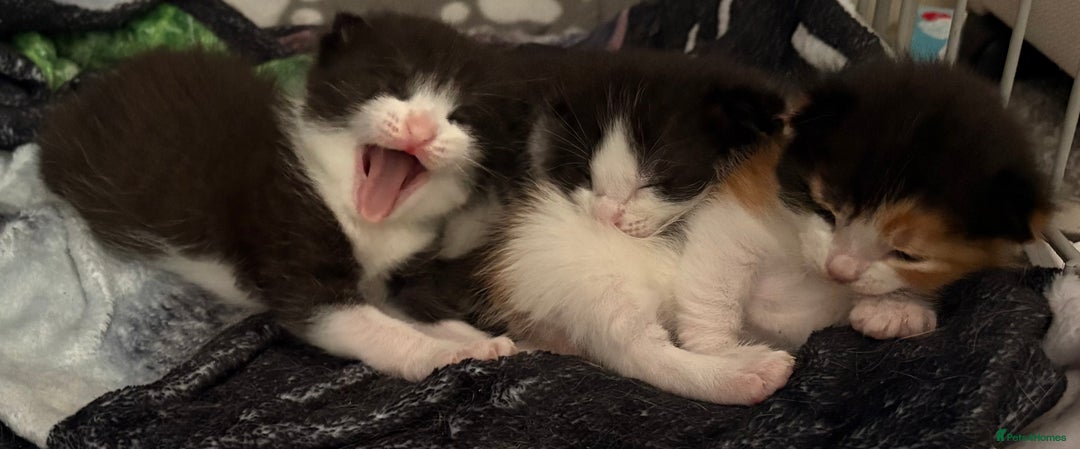 Mixed Breed cats for sale: 3 beautiful kittens for sale - Image 8