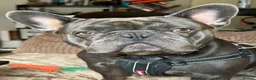 French Bulldog dogs for sale: Gucci - Advert 4