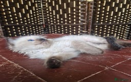 Ragdoll cats for sale: 1 sweet Ragdoll boy looks for a loving family  - Image 22