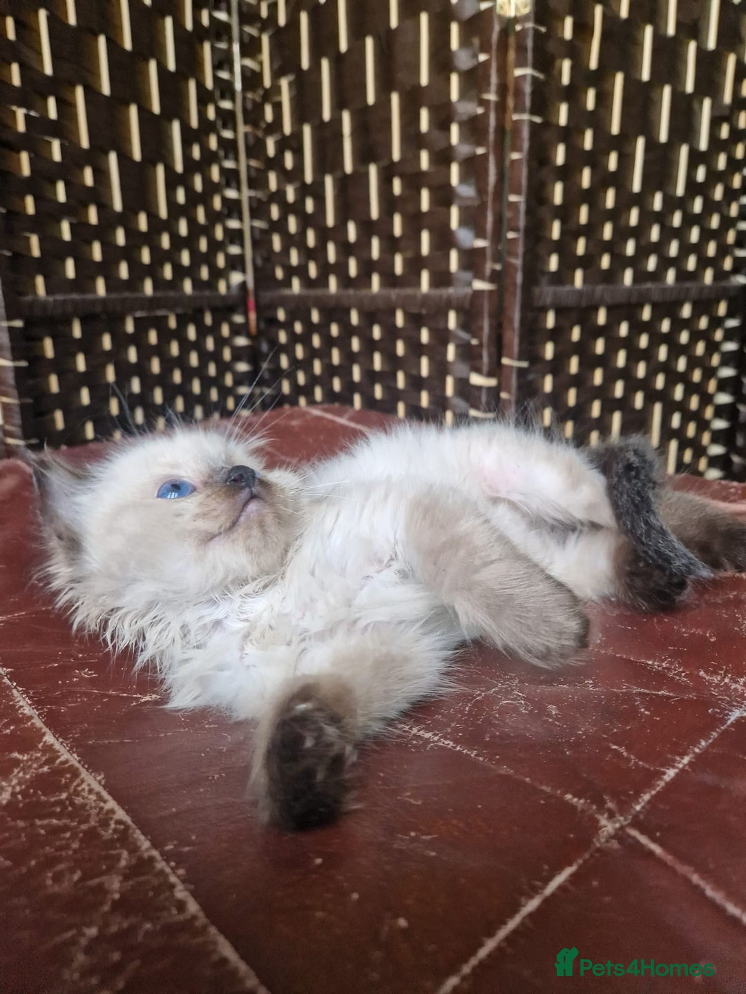 Ragdoll cats for sale: 1 sweet Ragdoll boy looks for a loving family  - Image 22