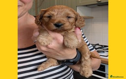 Cockapoo dogs for sale: 3 x Beautiful Red Cockerpoo Pups For Sale - Image 4