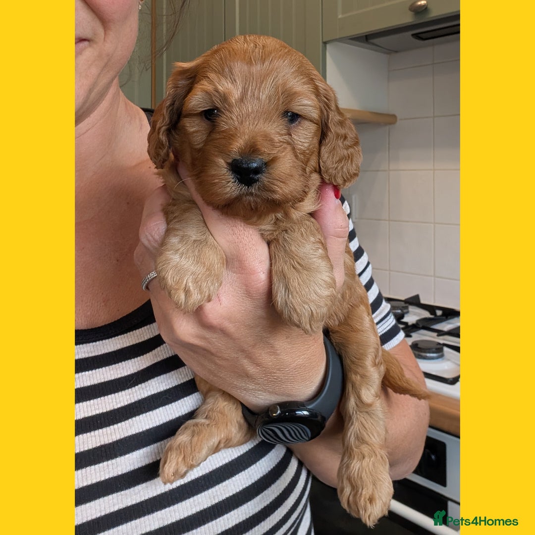 Cockapoo dogs for sale: 3 x Beautiful Red Cockerpoo Pups For Sale - Image 4