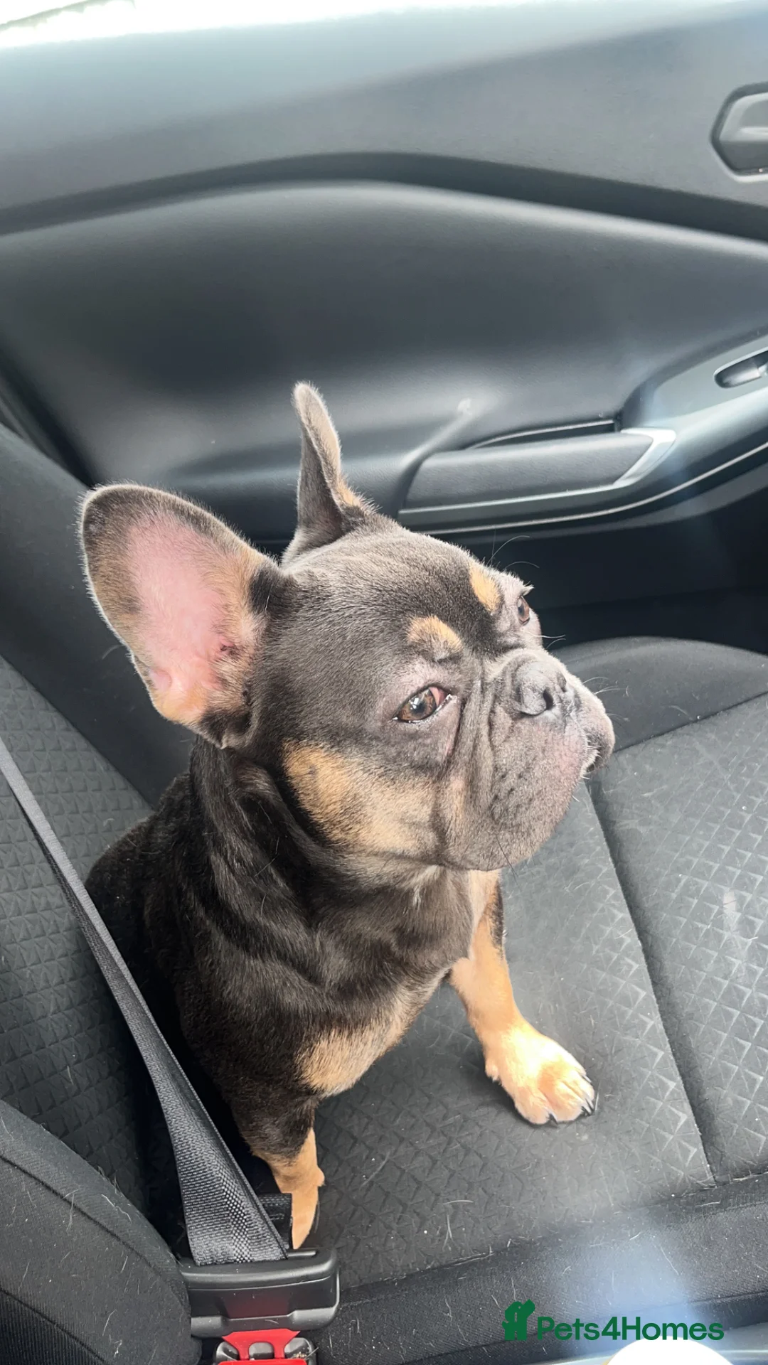 French Bulldog dogs for sale: French bulldog 6 months old  in Smethwick - Advert 1