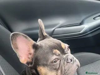 French Bulldog dogs French bulldog 6 months old - Advert 4