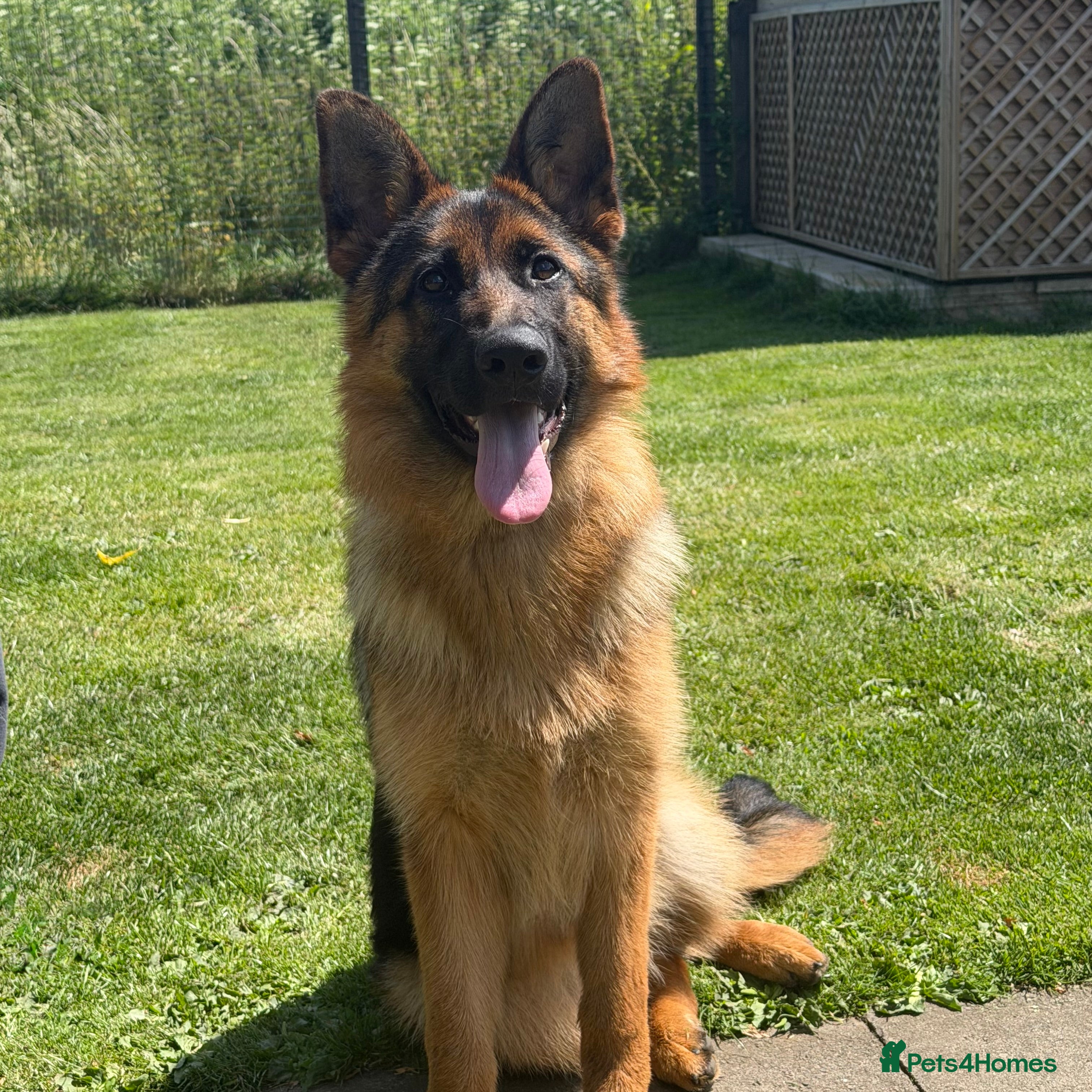 German Shepherd dogs * 6 Month Very Pretty Female * - Advert 2