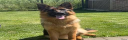 German Shepherd dogs for sale: * 6 Month Very Pretty Female * in Towcester - Advert 2