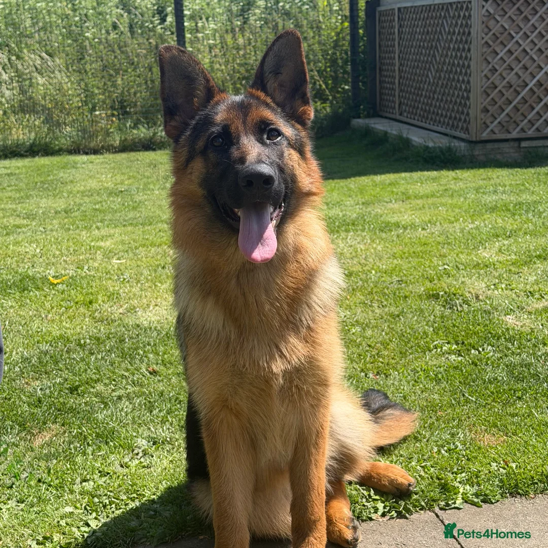 German Shepherd dogs for sale: * 6 Month Very Pretty Female * in Towcester - Advert 2