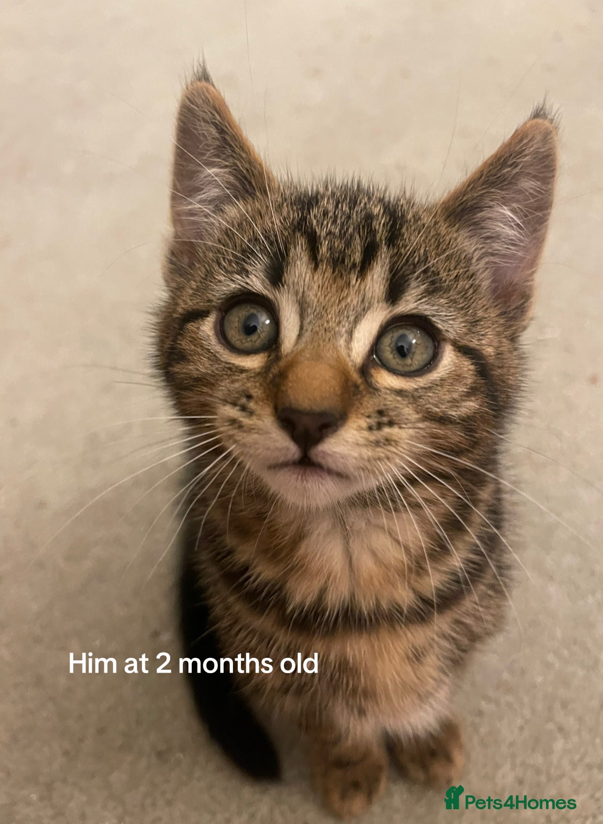 Bengal cats Mixed bengal kitten - Advert 2